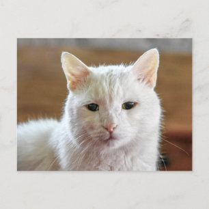 Carte Postale Portrait de chat blanc Angora turc