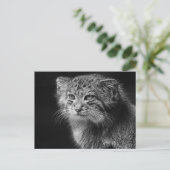 Carte Postale Portrait de chat de Pallas (Debout devant)