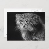 Carte Postale Portrait de chat de Pallas (Devant / Derrière)