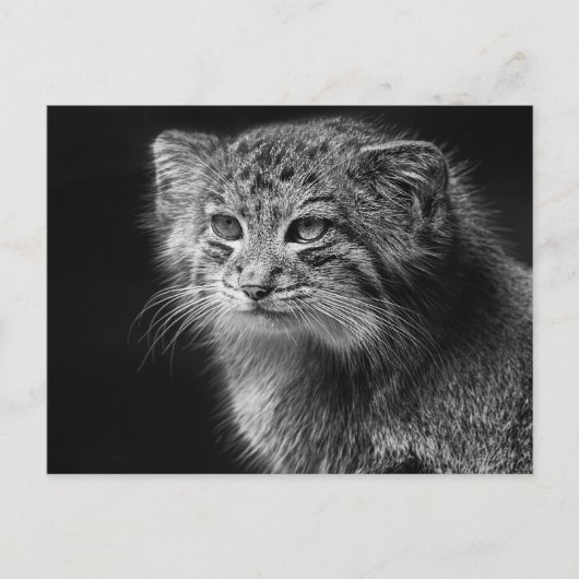 Carte Postale Portrait de chat de Pallas (Devant)