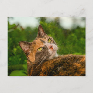Carte Postale Portrait de chat écaille de tortue curieux en exté
