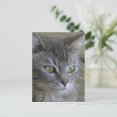 Carte Postale Portrait de chat gris (Debout devant)