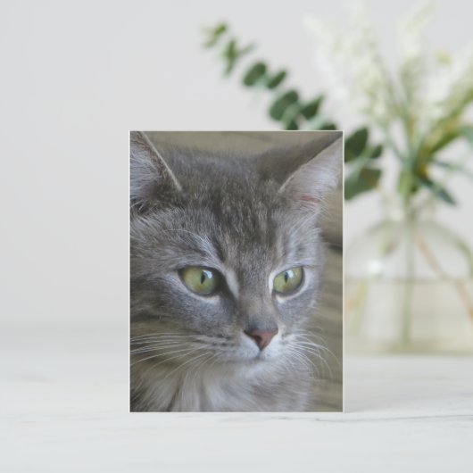 Carte Postale Portrait de chat gris (Debout devant)