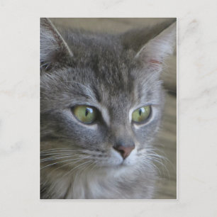 Carte Postale Portrait de chat gris