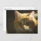 Carte Postale Portrait de chat jaune (Devant / Derrière)