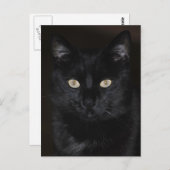 Carte Postale Portrait de chat noir (Devant / Derrière)