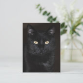 Carte Postale Portrait de chat noir (Debout devant)