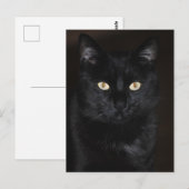 Carte Postale Portrait de chat noir (Devant / Derrière)