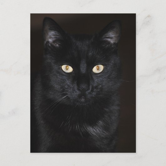 Carte Postale Portrait de chat noir (Devant)