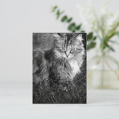 Carte Postale Portrait de chat noir et blanc (Debout devant)