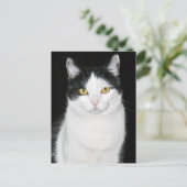 Carte Postale Portrait de chat noir et blanc (Debout devant)