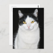 Carte Postale Portrait de chat noir et blanc (Devant / Derrière)