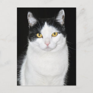 Carte Postale Portrait de chat noir et blanc