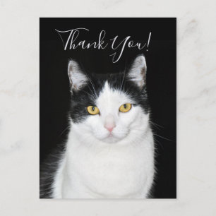 Carte Postale Portrait de chat noir et blanc