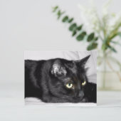 Carte Postale Portrait de chat noir mignon (Debout devant)