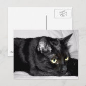 Carte Postale Portrait de chat noir mignon (Devant / Derrière)