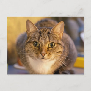 Carte Postale Portrait de chat tabby et blanc adorable en gros p