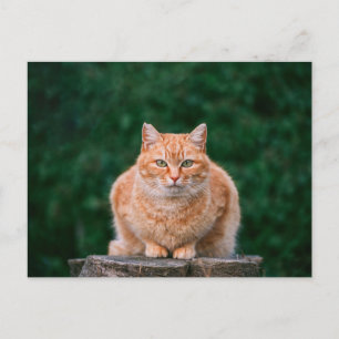 Carte Postale Portrait de chat tigré orange sur une souche d'arb