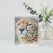 Carte Postale Portrait de Cheetah (Debout devant)