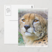 Carte Postale Portrait de Cheetah (Devant / Derrière)