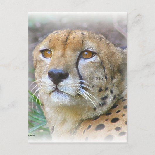 Carte Postale Portrait de Cheetah (Devant)