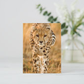 Carte Postale Portrait de Cheetah (Debout devant)