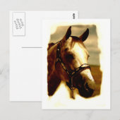 Carte Postale Portrait de cheval (Devant / Derrière)