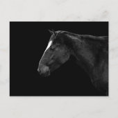 Carte Postale Portrait de cheval (Devant)