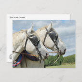 Carte Postale Portrait de cheval (Devant / Derrière)