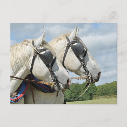Carte Postale Portrait de cheval (Devant)