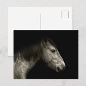 Carte Postale Portrait de cheval (Devant / Derrière)
