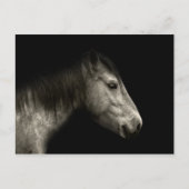 Carte Postale Portrait de cheval (Devant)