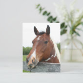 Carte Postale Portrait de cheval (Debout devant)