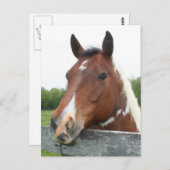 Carte Postale Portrait de cheval (Devant / Derrière)