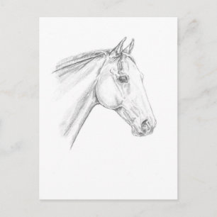 Carte Postale Portrait de cheval au crayon