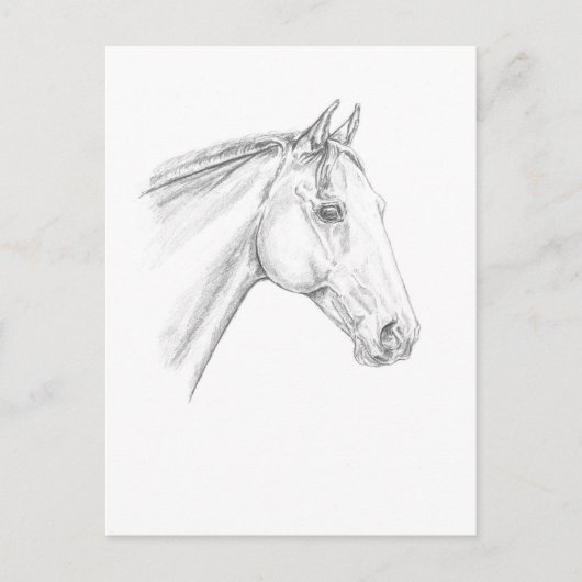 Carte Postale Portrait de cheval au crayon (Devant)