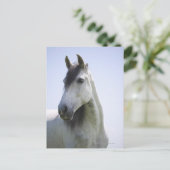 Carte Postale portrait de cheval blanc (Debout devant)
