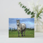 Carte Postale Portrait de cheval blanc (Debout devant)