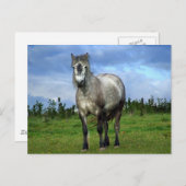 Carte Postale Portrait de cheval blanc (Devant / Derrière)