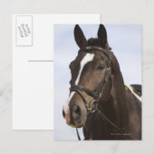 Carte Postale portrait de cheval brun (Devant / Derrière)