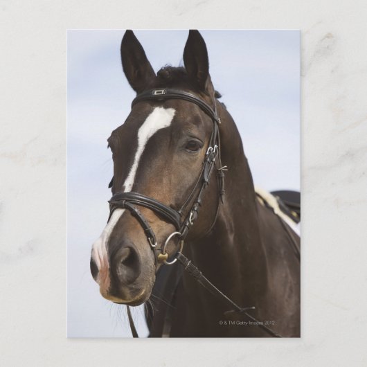 Carte Postale portrait de cheval brun (Devant)