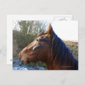 Carte Postale Portrait de cheval brun à l'air froid (Devant / Derrière)
