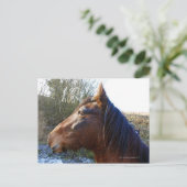 Carte Postale Portrait de cheval brun à l'air froid (Debout devant)