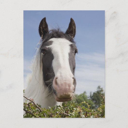 Carte Postale Portrait de cheval Clydesdale (Devant)