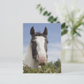 Carte Postale Portrait de cheval Clydesdale (Debout devant)