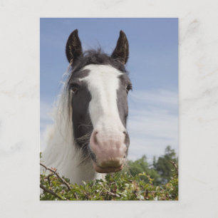 Carte Postale Portrait de cheval Clydesdale