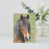 Carte Postale Portrait de cheval de la baie galloise (Debout devant)
