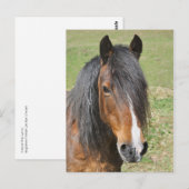 Carte Postale Portrait de cheval de la baie galloise (Devant / Derrière)
