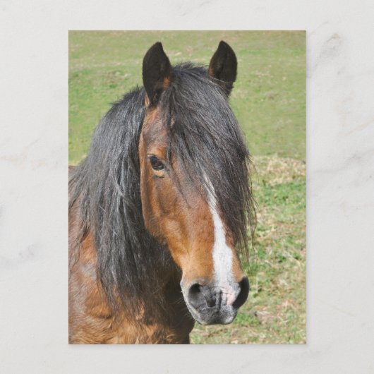 Carte Postale Portrait de cheval de la baie galloise (Devant)