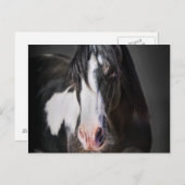 Carte Postale Portrait de cheval II (Devant / Derrière)